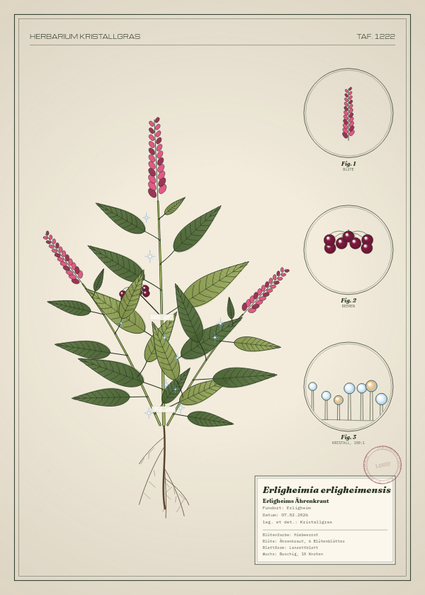 Botanische Tafel: Erligheimia erligheimensis, eine erfundene Pflanze aus Erligheim, gezeichnet wie in einem alten Pflanzenatlas
