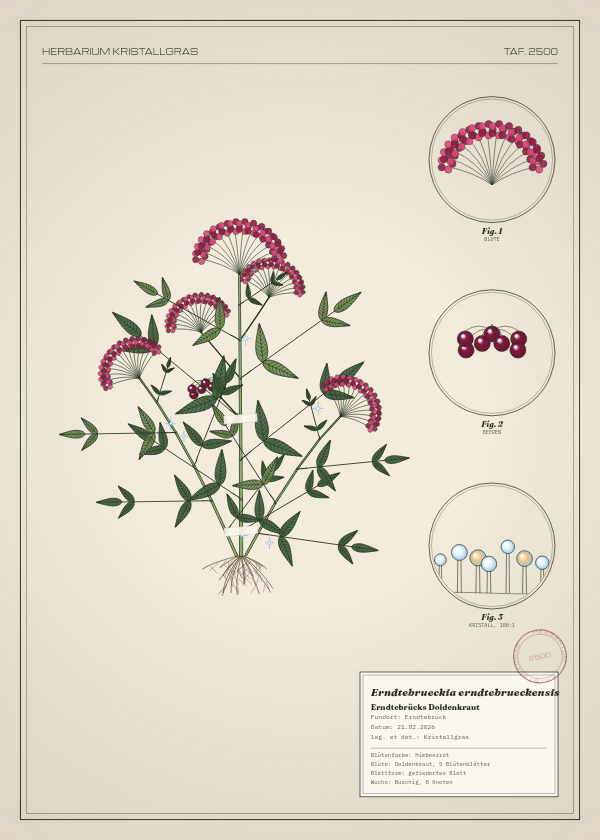 Botanische Tafel: Erndtebrueckia erndtebrueckensis, eine erfundene Pflanze aus Erndtebrück, gezeichnet wie in einem alten Pflanzenatlas
