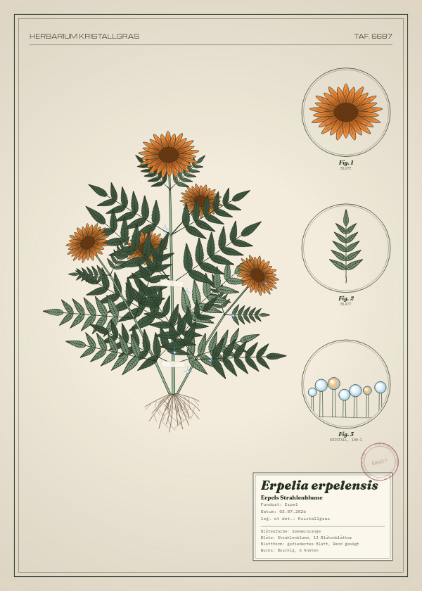 Botanische Tafel: Erpelia erpelensis, eine erfundene Pflanze aus Erpel, gezeichnet wie in einem alten Pflanzenatlas
