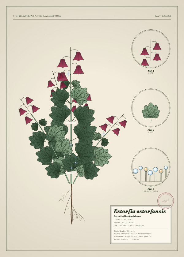 Botanische Tafel: Estorfia estorfensis, eine erfundene Pflanze aus Estorf, gezeichnet wie in einem alten Pflanzenatlas