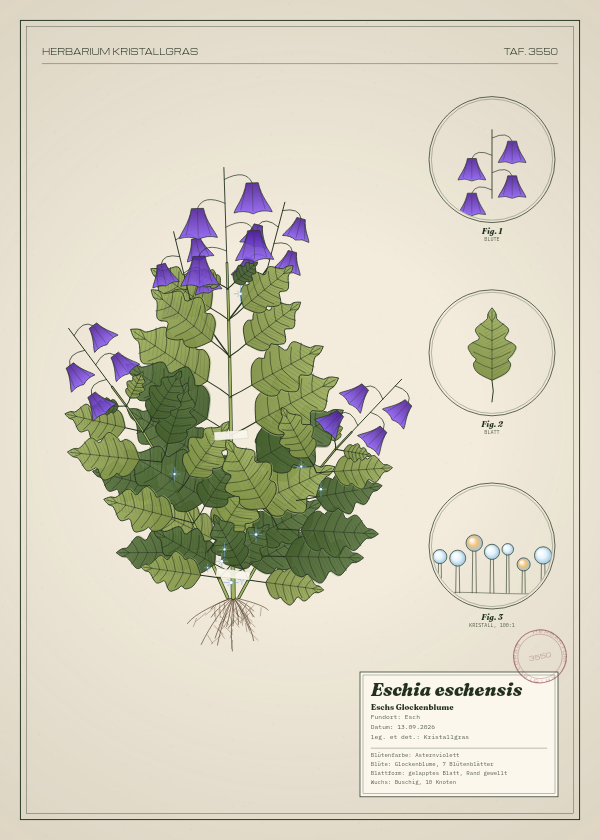 Botanische Tafel: Eschia eschensis, eine erfundene Pflanze aus Esch, gezeichnet wie in einem alten Pflanzenatlas