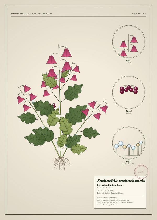 Botanische Tafel: Eschachia eschachensis, eine erfundene Pflanze aus Eschach, gezeichnet wie in einem alten Pflanzenatlas