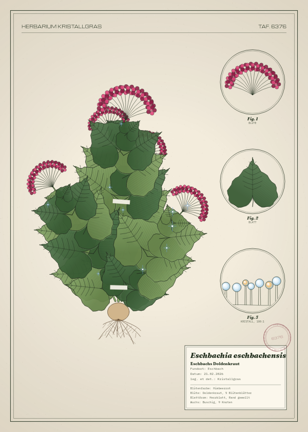 Botanische Tafel: Eschbachia eschbachensis, eine erfundene Pflanze aus Eschbach, gezeichnet wie in einem alten Pflanzenatlas