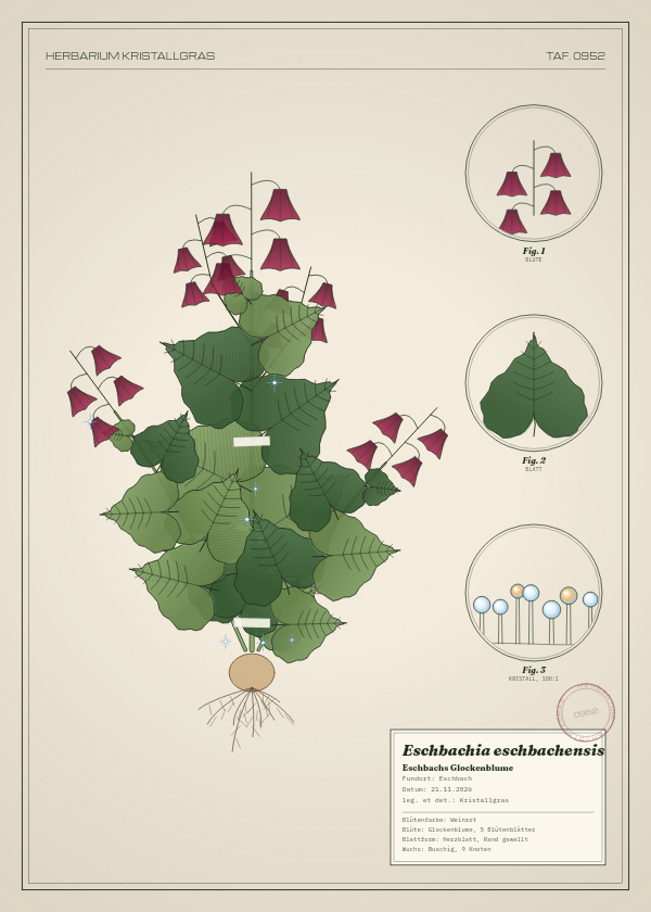 Botanische Tafel: Eschbachia eschbachensis, eine erfundene Pflanze aus Eschbach, gezeichnet wie in einem alten Pflanzenatlas
