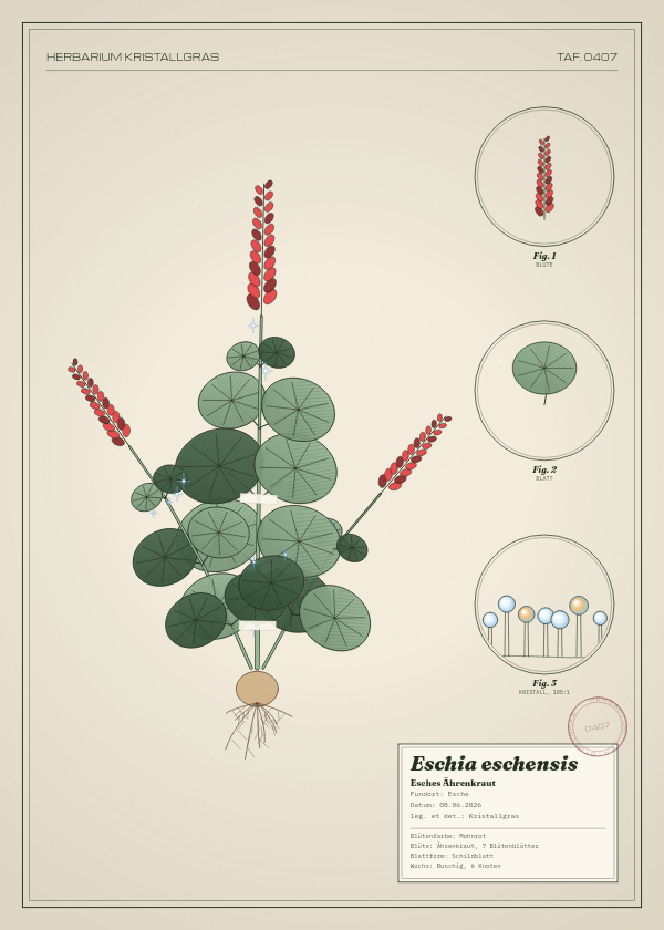Botanische Tafel: Eschia eschensis, eine erfundene Pflanze aus Esche, gezeichnet wie in einem alten Pflanzenatlas