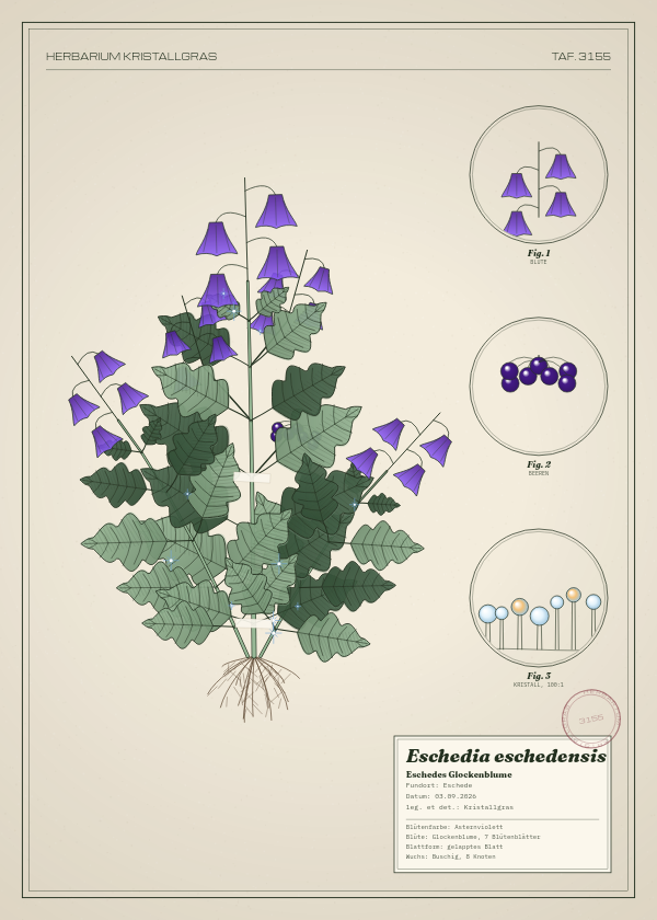 Botanische Tafel: Eschedia eschedensis, eine erfundene Pflanze aus Eschede, gezeichnet wie in einem alten Pflanzenatlas