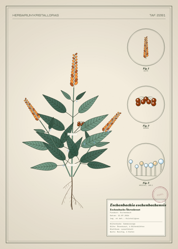 Botanische Tafel: Eschenbachia eschenbachensis, eine erfundene Pflanze aus Eschenbach, gezeichnet wie in einem alten Pflanzenatlas