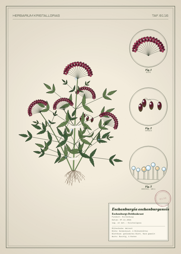 Botanische Tafel: Eschenburgia eschenburgensis, eine erfundene Pflanze aus Eschenburg, gezeichnet wie in einem alten Pflanzenatlas