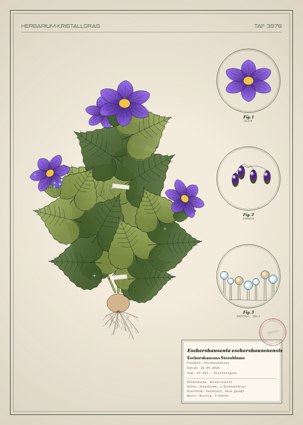 Botanische Tafel: Eschershausenia eschershausenensis, eine erfundene Pflanze aus Eschershausen, gezeichnet wie in einem alten Pflanzenatlas