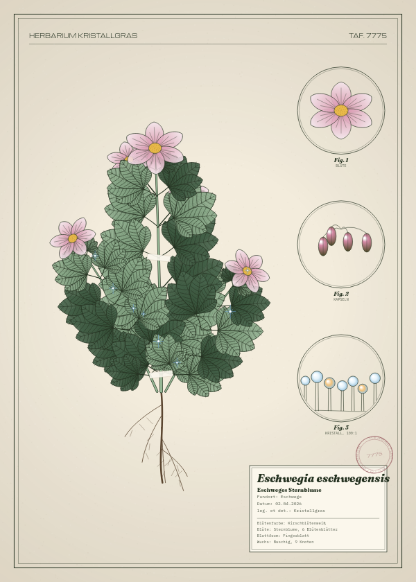 Botanische Tafel: Eschwegia eschwegensis, eine erfundene Pflanze aus Eschwege, gezeichnet wie in einem alten Pflanzenatlas