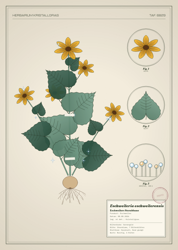 Botanische Tafel: Eschweileria eschweilerensis, eine erfundene Pflanze aus Eschweiler, gezeichnet wie in einem alten Pflanzenatlas