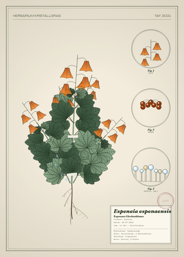 Botanische Tafel: Espenaia espenaensis, eine erfundene Pflanze aus Espenau, gezeichnet wie in einem alten Pflanzenatlas
