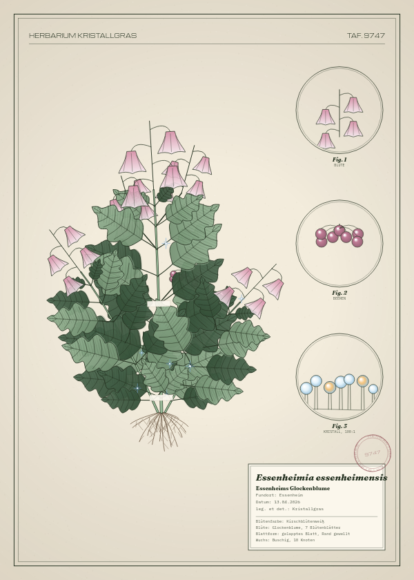 Botanische Tafel: Essenheimia essenheimensis, eine erfundene Pflanze aus Essenheim, gezeichnet wie in einem alten Pflanzenatlas