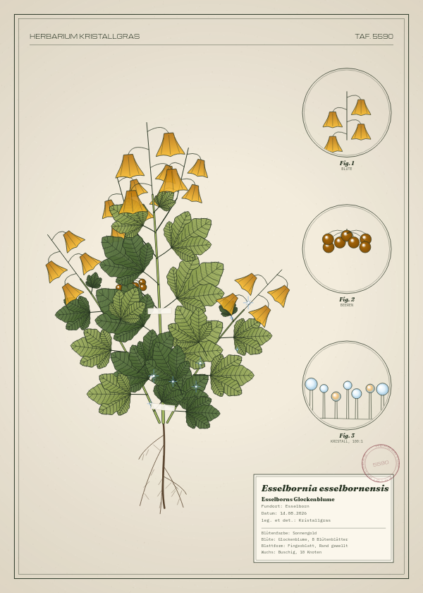 Botanische Tafel: Esselbornia esselbornensis, eine erfundene Pflanze aus Esselborn, gezeichnet wie in einem alten Pflanzenatlas