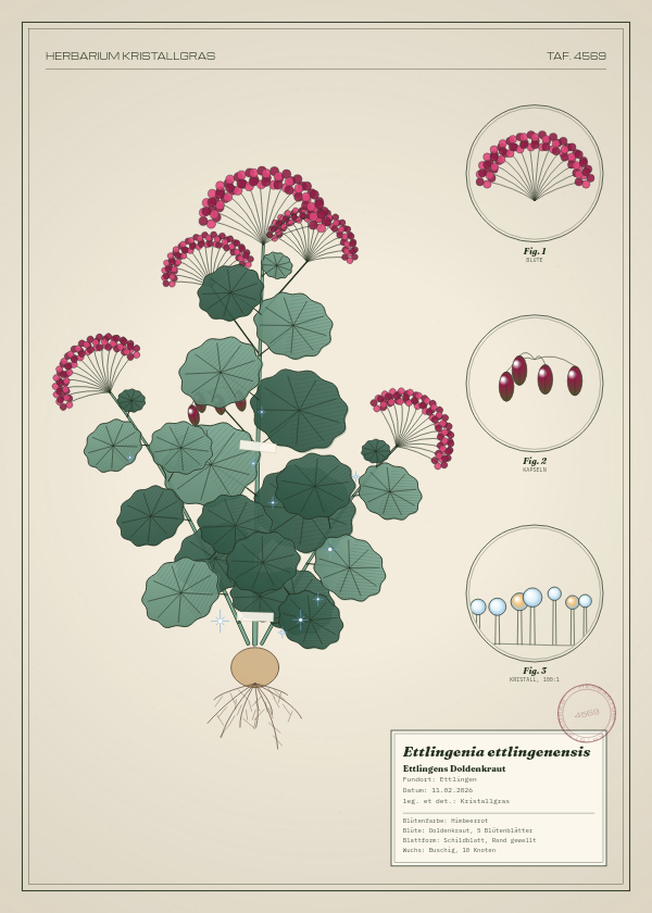 Botanische Tafel: Ettlingenia ettlingenensis, eine erfundene Pflanze aus Ettlingen, gezeichnet wie in einem alten Pflanzenatlas