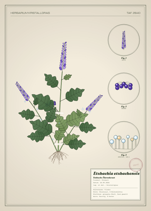 Botanische Tafel: Etzbachia etzbachensis, eine erfundene Pflanze aus Etzbach, gezeichnet wie in einem alten Pflanzenatlas