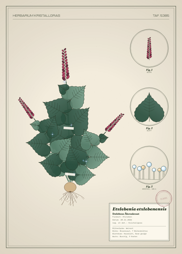 Botanische Tafel: Etzlebenia etzlebenensis, eine erfundene Pflanze aus Etzleben, gezeichnet wie in einem alten Pflanzenatlas