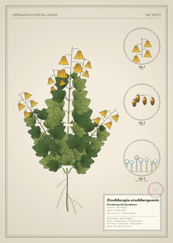 Botanische Tafel: Etschbergia etschbergensis, eine erfundene Pflanze aus Etschberg, gezeichnet wie in einem alten Pflanzenatlas