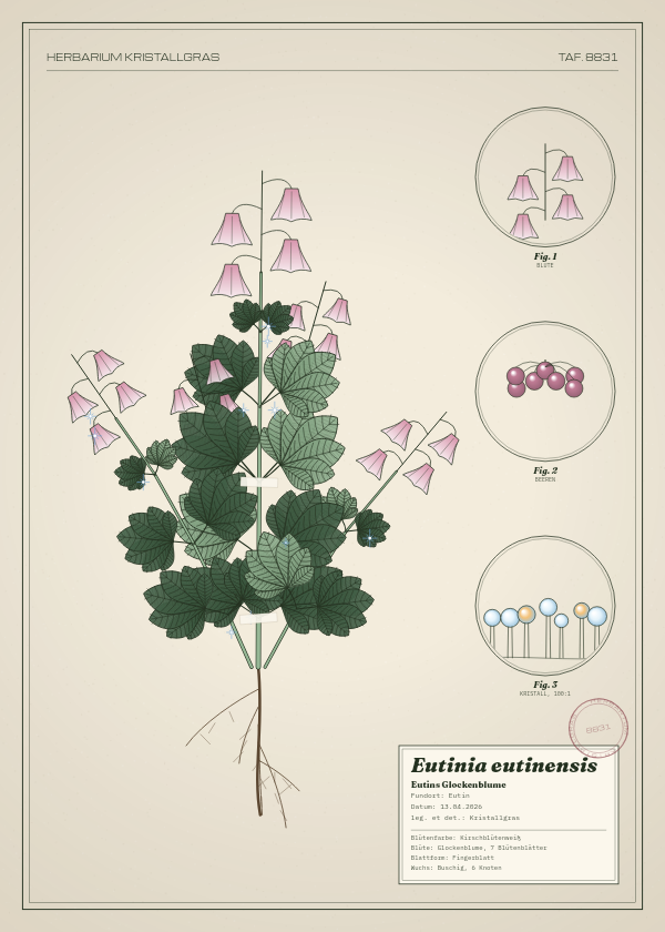 Botanische Tafel: Eutinia eutinensis, eine erfundene Pflanze aus Eutin, gezeichnet wie in einem alten Pflanzenatlas