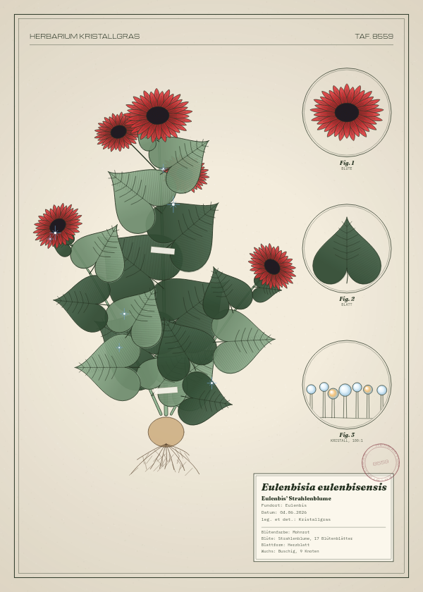 Botanische Tafel: Eulenbisia eulenbisensis, eine erfundene Pflanze aus Eulenbis, gezeichnet wie in einem alten Pflanzenatlas
