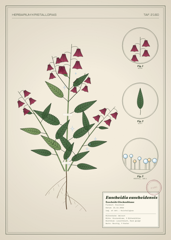 Botanische Tafel: Euscheidia euscheidensis, eine erfundene Pflanze aus Euscheid, gezeichnet wie in einem alten Pflanzenatlas