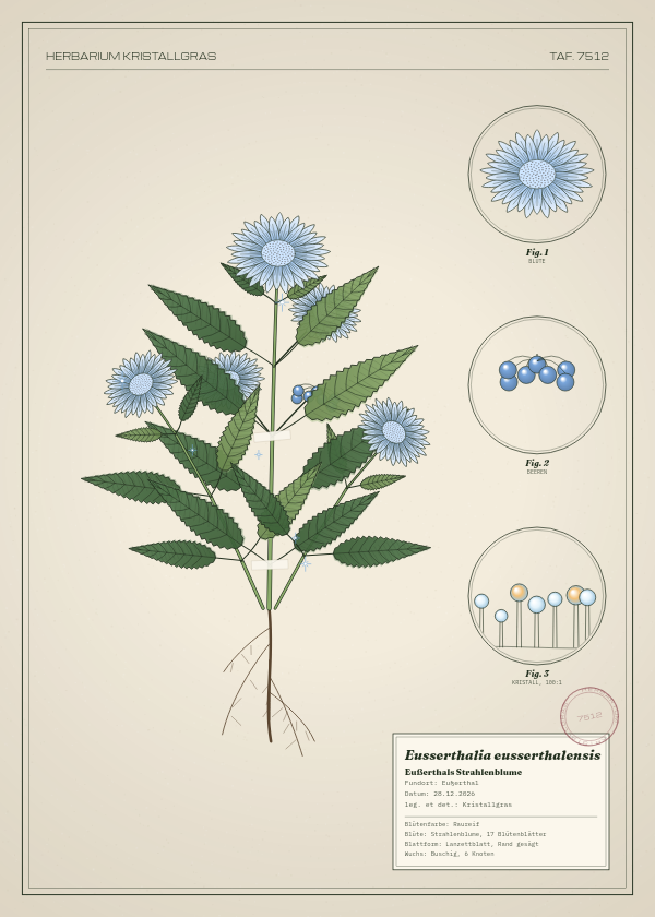 Botanische Tafel: Eusserthalia eusserthalensis, eine erfundene Pflanze aus Eußerthal, gezeichnet wie in einem alten Pflanzenatlas