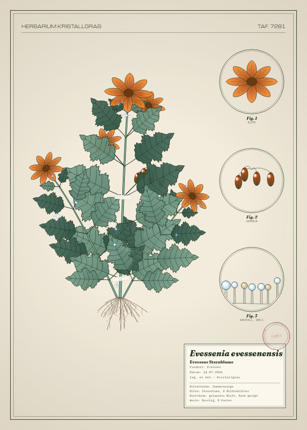 Botanische Tafel: Evessenia evessenensis, eine erfundene Pflanze aus Evessen, gezeichnet wie in einem alten Pflanzenatlas