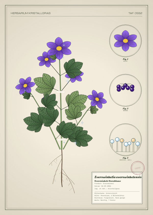 Botanische Tafel: Everswinkelia everswinkelensis, eine erfundene Pflanze aus Everswinkel, gezeichnet wie in einem alten Pflanzenatlas
