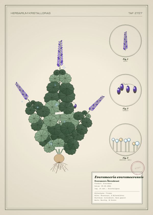 Botanische Tafel: Eversmeeria eversmeerensis, eine erfundene Pflanze aus Eversmeer, gezeichnet wie in einem alten Pflanzenatlas