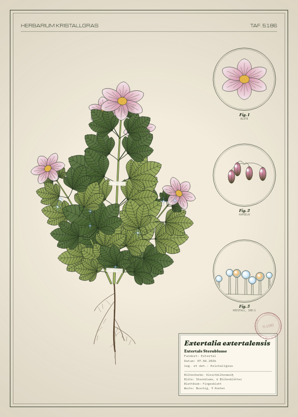 Botanische Tafel: Extertalia extertalensis, eine erfundene Pflanze aus Extertal, gezeichnet wie in einem alten Pflanzenatlas