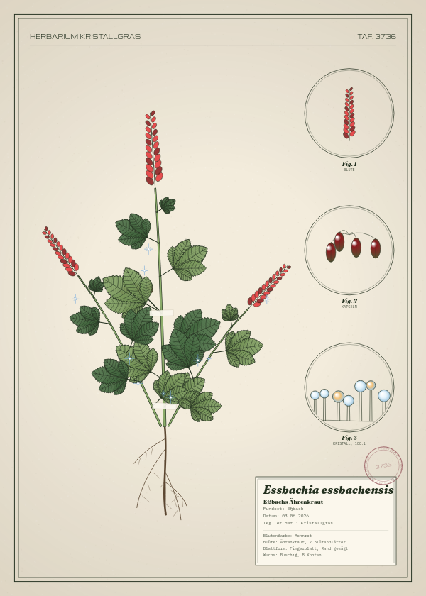 Botanische Tafel: Essbachia essbachensis, eine erfundene Pflanze aus Eßbach, gezeichnet wie in einem alten Pflanzenatlas