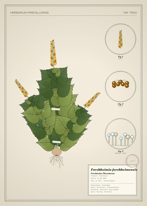 Botanische Tafel: Forchheimia forchheimensis, eine erfundene Pflanze aus Forchheim, gezeichnet wie in einem alten Pflanzenatlas