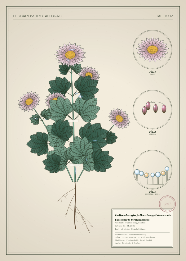 Botanische Tafel: Falkenbergia falkenbergelsterensis, eine erfundene Pflanze aus Falkenberg/Elster, gezeichnet wie in einem alten Pflanzenatlas