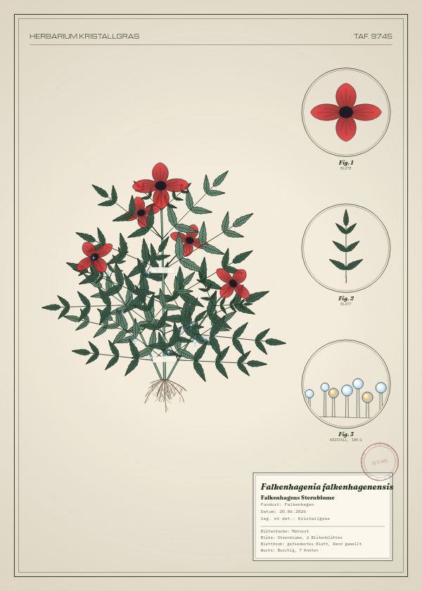 Botanische Tafel: Falkenhagenia falkenhagenensis, eine erfundene Pflanze aus Falkenhagen, gezeichnet wie in einem alten Pflanzenatlas