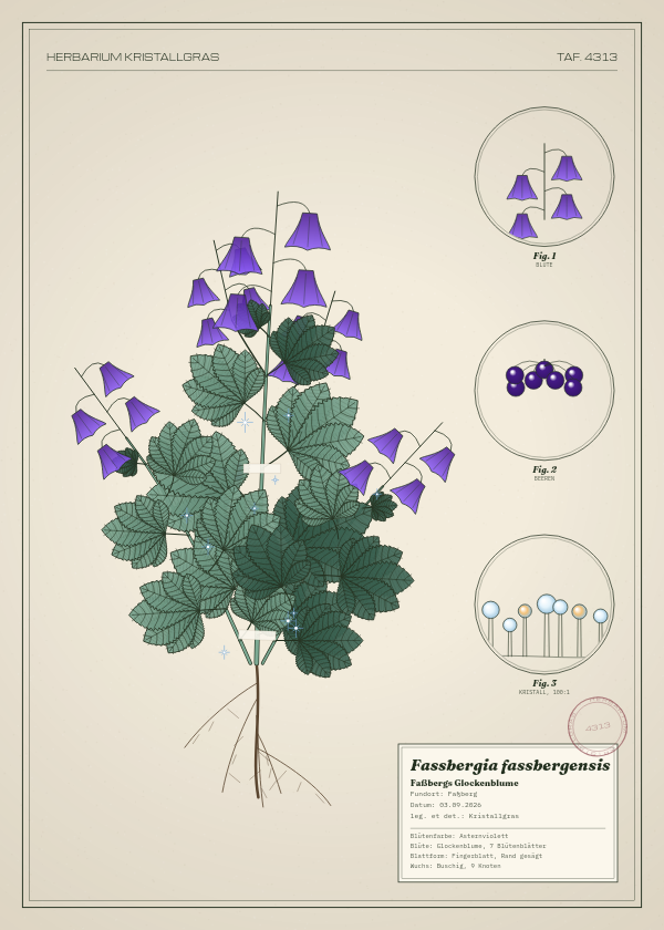 Botanische Tafel: Fassbergia fassbergensis, eine erfundene Pflanze aus Faßberg, gezeichnet wie in einem alten Pflanzenatlas