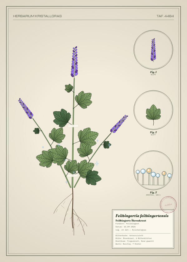 Botanische Tafel: Feilbingertia feilbingertensis, eine erfundene Pflanze aus Feilbingert, gezeichnet wie in einem alten Pflanzenatlas