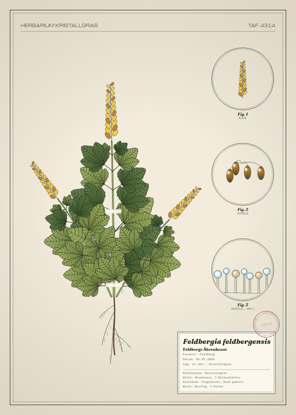 Botanische Tafel: Feldbergia feldbergensis, eine erfundene Pflanze aus Feldberg, gezeichnet wie in einem alten Pflanzenatlas
