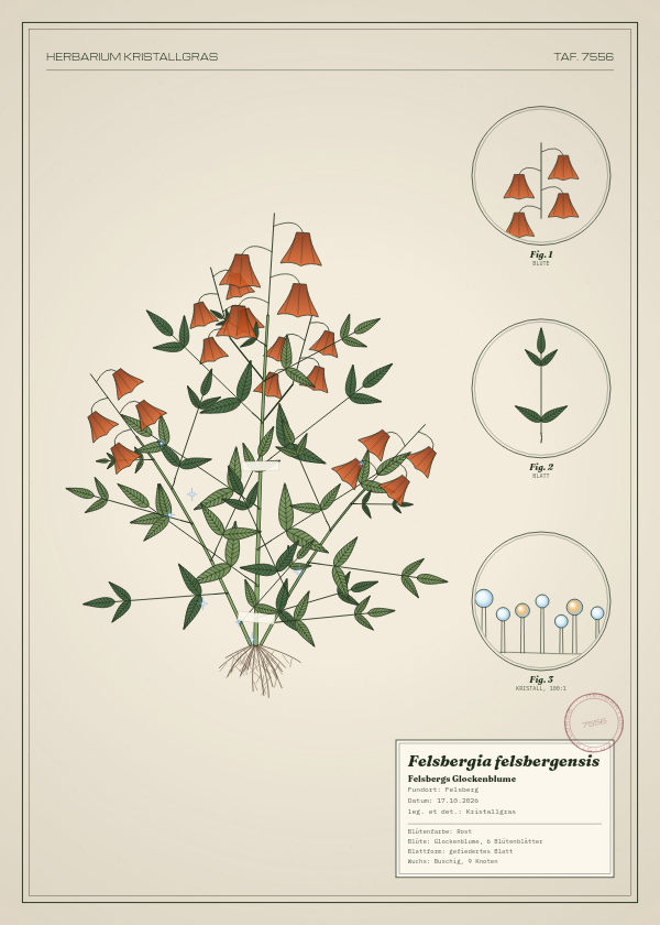 Botanische Tafel: Felsbergia felsbergensis, eine erfundene Pflanze aus Felsberg, gezeichnet wie in einem alten Pflanzenatlas
