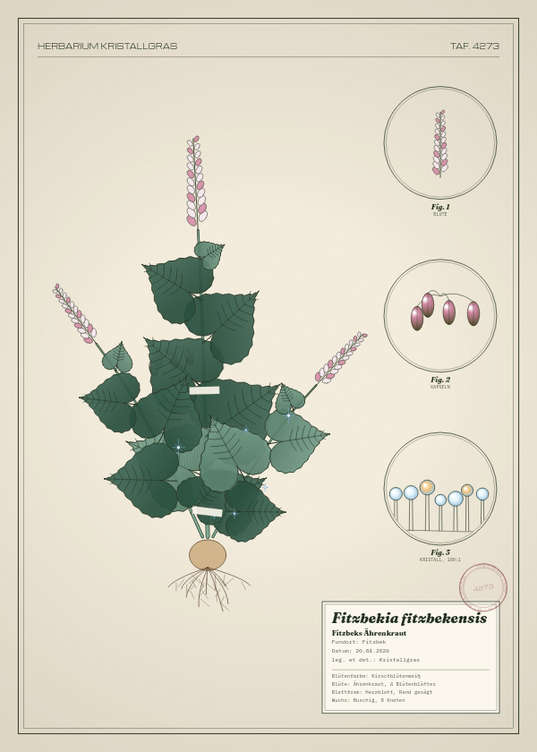 Botanische Tafel: Fitzbekia fitzbekensis, eine erfundene Pflanze aus Fitzbek, gezeichnet wie in einem alten Pflanzenatlas