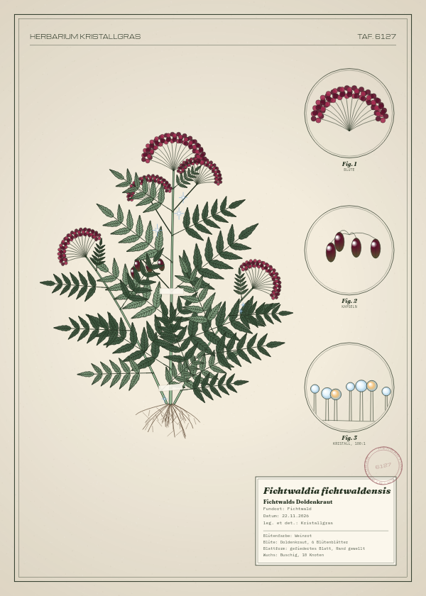 Botanische Tafel: Fichtwaldia fichtwaldensis, eine erfundene Pflanze aus Fichtwald, gezeichnet wie in einem alten Pflanzenatlas
