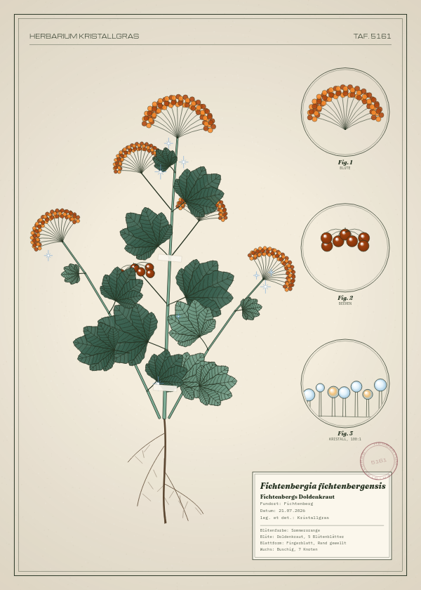 Botanische Tafel: Fichtenbergia fichtenbergensis, eine erfundene Pflanze aus Fichtenberg, gezeichnet wie in einem alten Pflanzenatlas