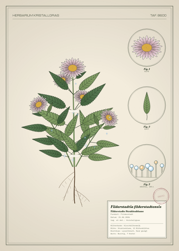 Botanische Tafel: Filderstadtia filderstadtensis, eine erfundene Pflanze aus Filderstadt, gezeichnet wie in einem alten Pflanzenatlas
