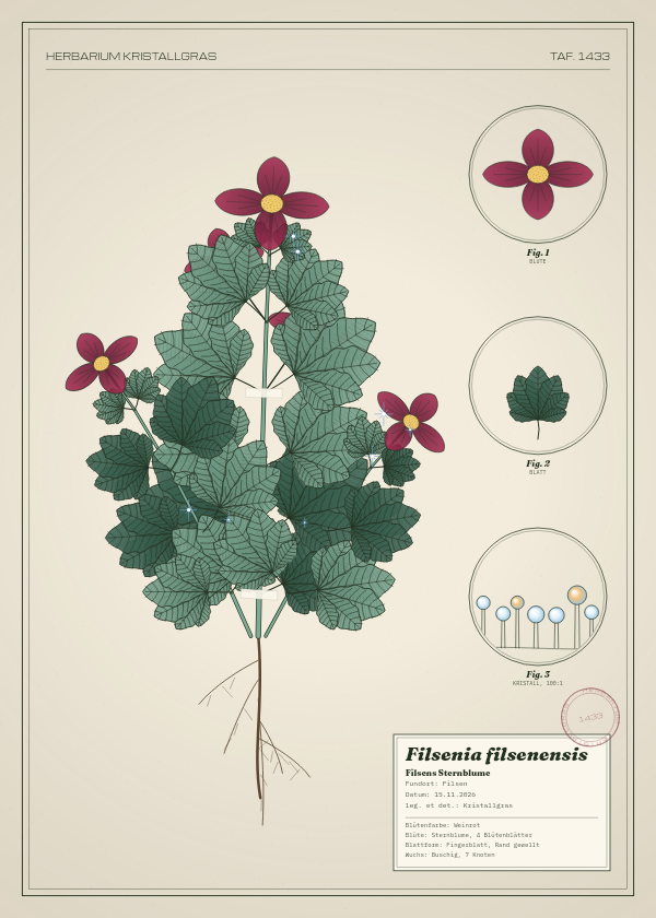 Botanische Tafel: Filsenia filsenensis, eine erfundene Pflanze aus Filsen, gezeichnet wie in einem alten Pflanzenatlas