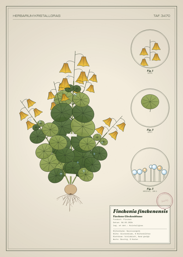 Botanische Tafel: Finckenia finckenensis, eine erfundene Pflanze aus Fincken, gezeichnet wie in einem alten Pflanzenatlas