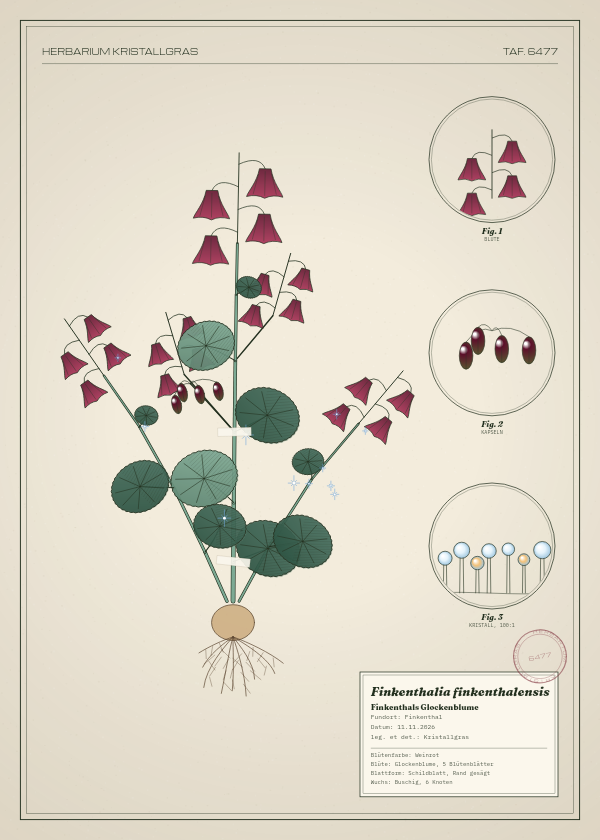 Botanische Tafel: Finkenthalia finkenthalensis, eine erfundene Pflanze aus Finkenthal, gezeichnet wie in einem alten Pflanzenatlas