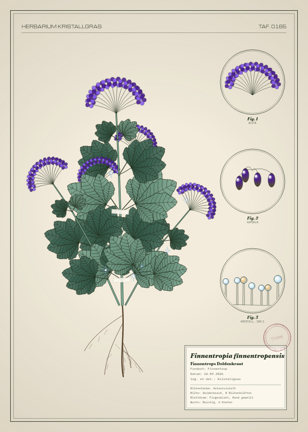 Botanische Tafel: Finnentropia finnentropensis, eine erfundene Pflanze aus Finnentrop, gezeichnet wie in einem alten Pflanzenatlas