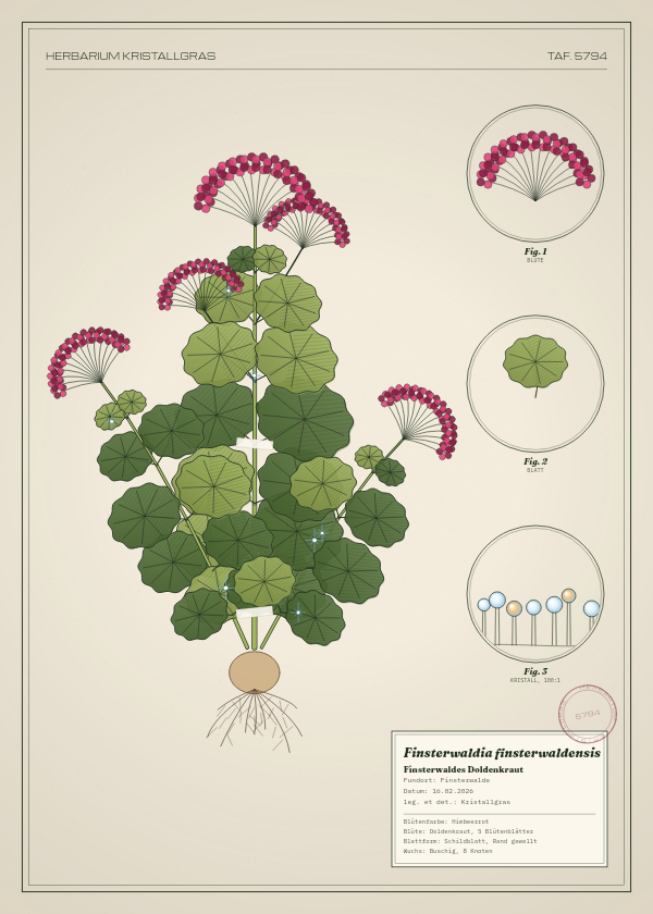 Botanische Tafel: Finsterwaldia finsterwaldensis, eine erfundene Pflanze aus Finsterwalde, gezeichnet wie in einem alten Pflanzenatlas