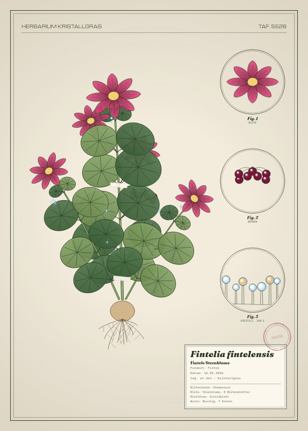 Botanische Tafel: Fintelia fintelensis, eine erfundene Pflanze aus Fintel, gezeichnet wie in einem alten Pflanzenatlas