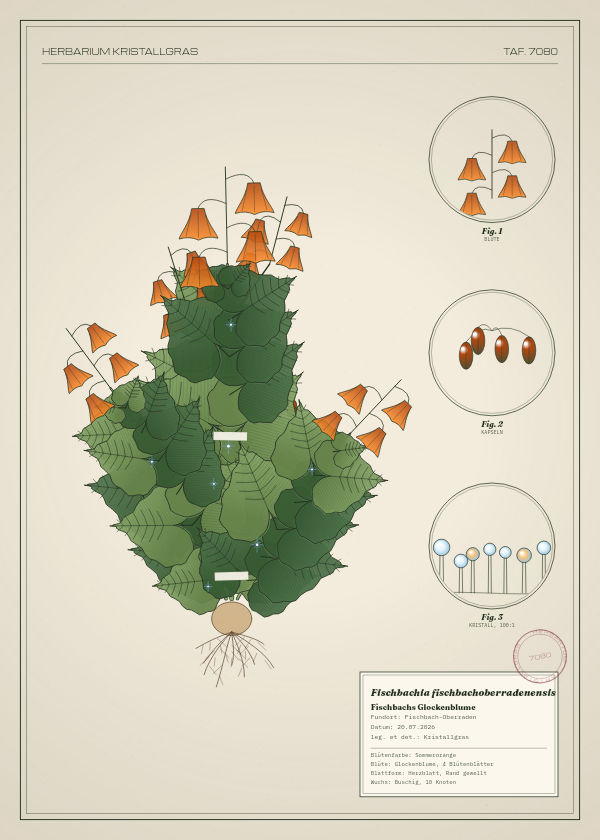 Botanische Tafel: Fischbachia fischbachoberradenensis, eine erfundene Pflanze aus Fischbach-Oberraden, gezeichnet wie in einem alten Pflanzenatlas