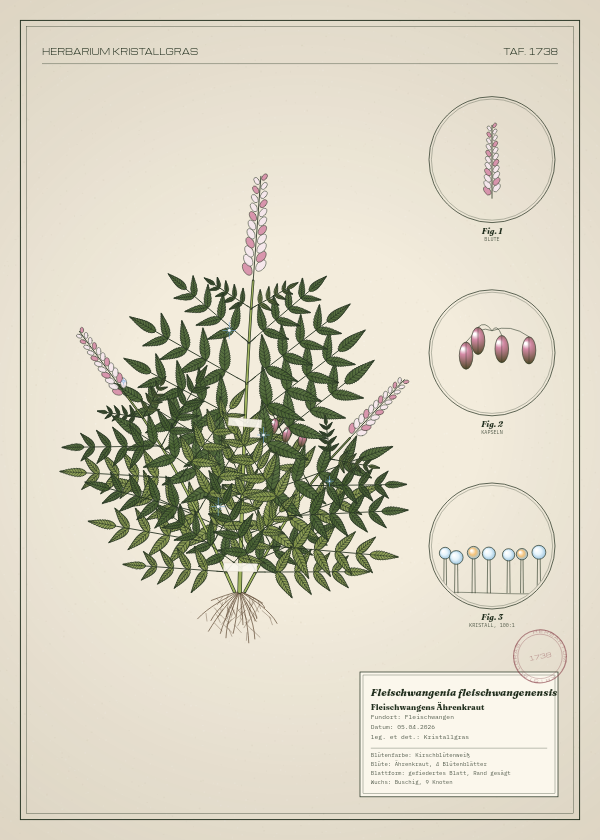 Botanische Tafel: Fleischwangenia fleischwangenensis, eine erfundene Pflanze aus Fleischwangen, gezeichnet wie in einem alten Pflanzenatlas